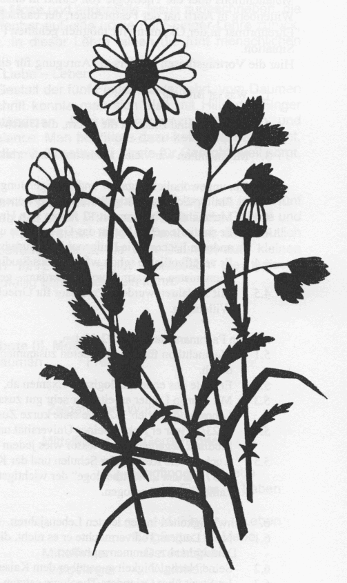 [Weisenwucherblume]
